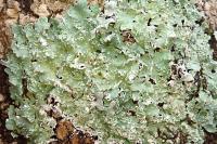 Punctelia jeckeri