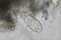 Coniocarpon cinnabarinum