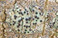 Bacidia laurocerasi