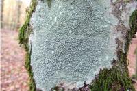 Pertusaria hymenea