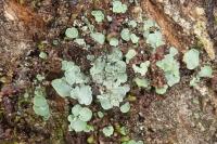 Normandina pulchella