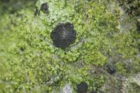 Fuscidea lightfootii