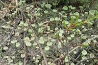 Cladonia merochlorophaea