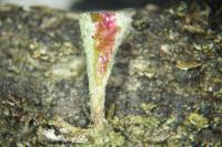 Cladonia merochlorophaea