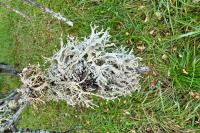 Evernia prunastri