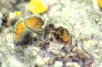 Didymocyrtis consimilis