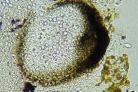 Didymocyrtis consimilis