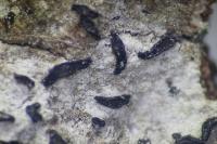 Alyxoria varia