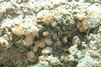 Bacidina phacodes