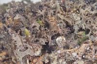 Scytinium pulvinatum