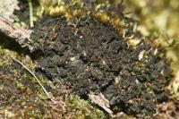 Lathagrium cristatum var. cristatum