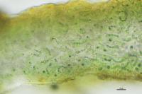 Lathagrium cristatum var. cristatum