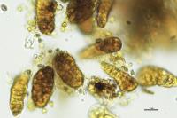 Endocarpon pusillum
