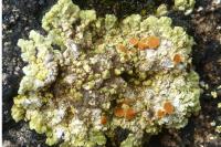 Gyalolechia fulgens