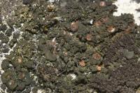 Blennothallia crispa