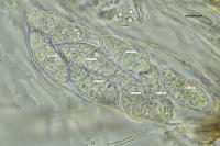Blennothallia crispa