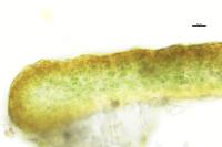 Blennothallia crispa