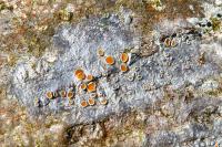 Caloplaca cerina