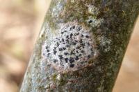 Arthonia radiata