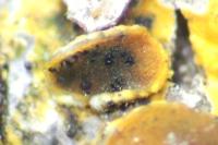 Didymocyrtis epiphyscia