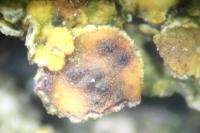 Didymocyrtis slaptoniensis