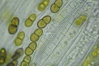Didymocyrtis slaptoniensis