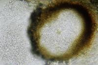 Didymocyrtis epiphyscia