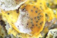 Didymocyrtis epiphyscia
