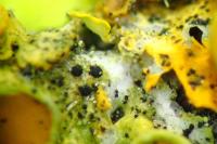 Arthonia parietinaria