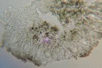 Arthonia parietinaria