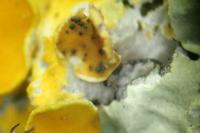 Didymocyrtis epiphyscia
