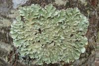 Flavoparmelia caperata