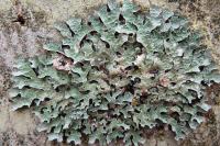 Parmelia sulcata