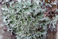 Punctelia jeckeri