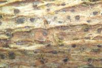 Arthopyrenia cinereopruinosa var. cinereopruinosa