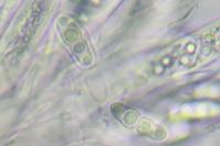 Arthopyrenia cinereopruinosa var. cinereopruinosa