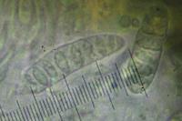 Graphis pulverulenta