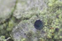 Catillaria nigroclavata
