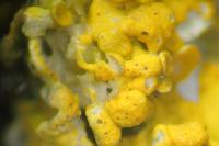 Telogalla olivieri