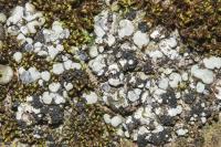 Thalloidima sedifolium