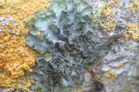 Pleurosticta acetabulum