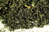 Lathagrium cristatum var. cristatum