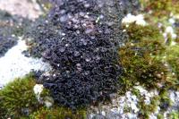 Lathagrium cristatum var. cristatum