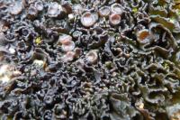 Lathagrium cristatum var. cristatum