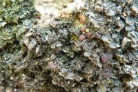 Blennothallia crispa