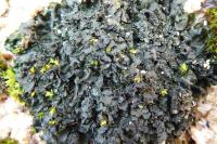 Blennothallia crispa
