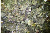 Blennothallia crispa
