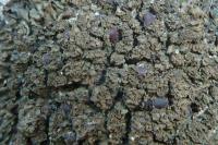 Blennothallia crispa