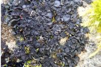 Blennothallia crispa