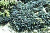 Blennothallia crispa
